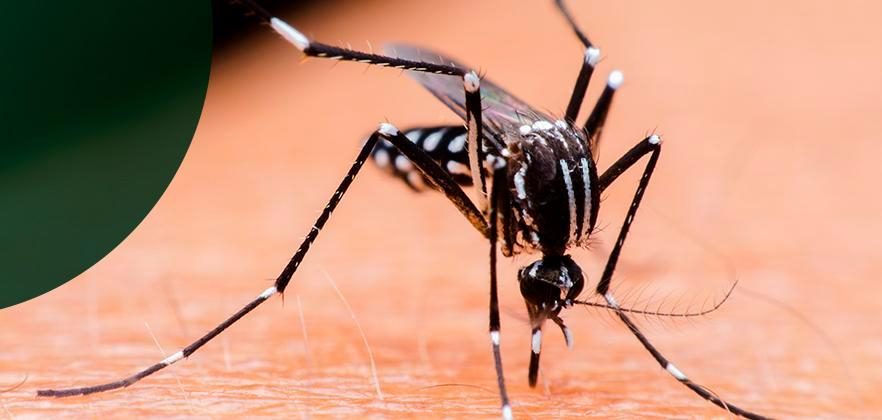 Como identificar o mosquito da Dengue