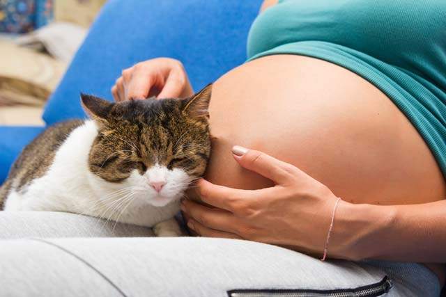 O que é toxoplasmose: sintomas e tratamentos