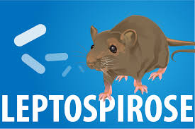 O que é leptospirose: sintomas e transmissão e tratamento