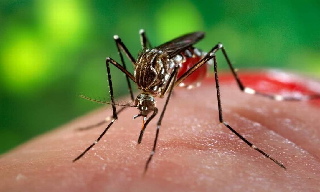 Zika vírus: sintomas e tratamentos da doença
