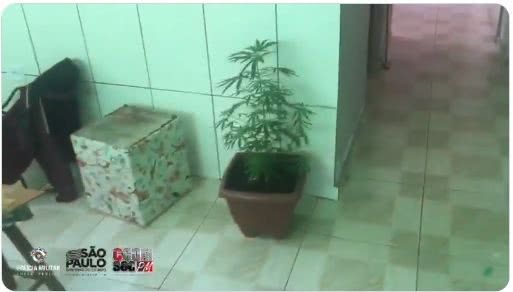 PM apreende pé de maconha em Carapicuíba