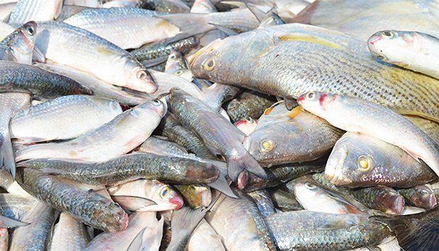 O que significado sonhar com peixe