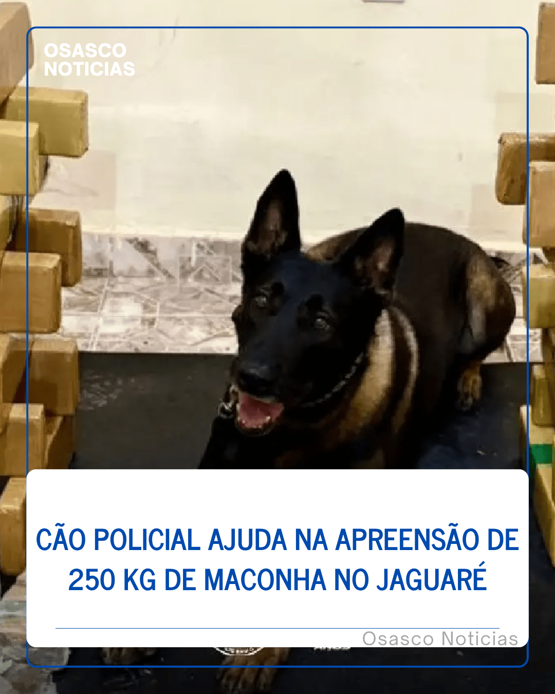 Cão policial ajuda na apreensão de 250 kg de maconha no Jaguaré