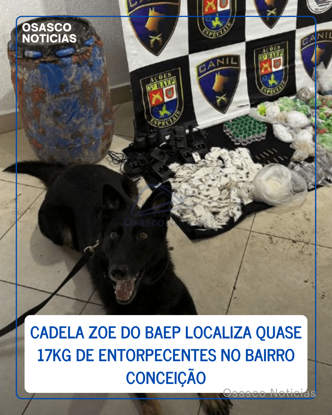 Apreensão de drogas Osasco: Cadela Zoe do BAEP localiza quase 17kg de entorpecentes no bairro Conceição